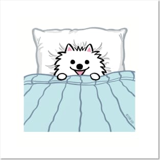 Cute White Pomeranian Tucked in Bed Posters and Art